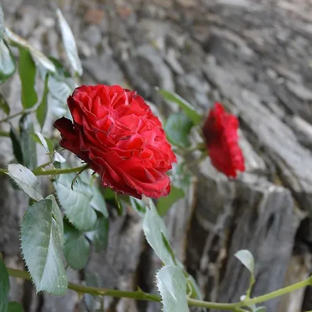 Juffer Flair Restaurant