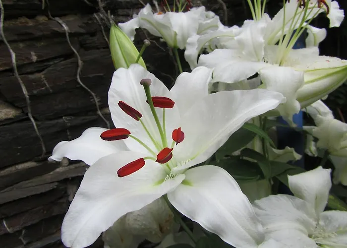 Juffer Flair Restaurant Gaestehaus Brauneberg