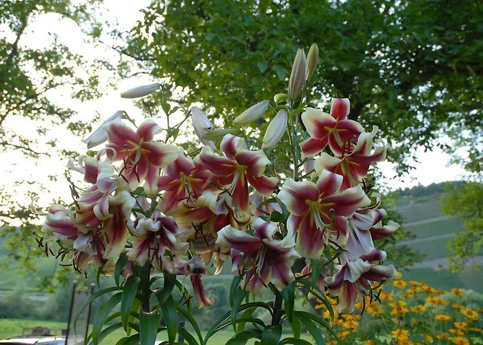 Juffer Flair Restaurant 2* Brauneberg