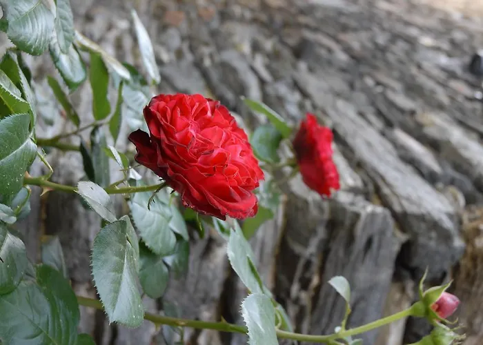 Juffer Flair Restaurant